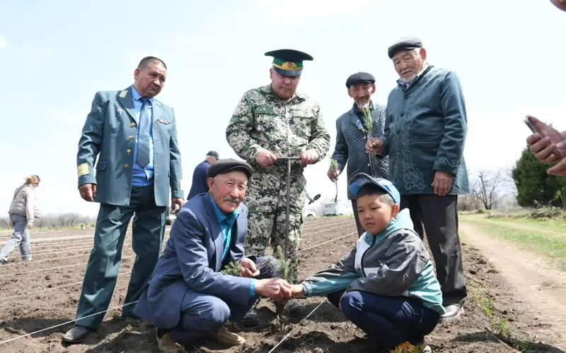 Лесной фонд Алматинской области приумножился на 10 тысяч саженцев