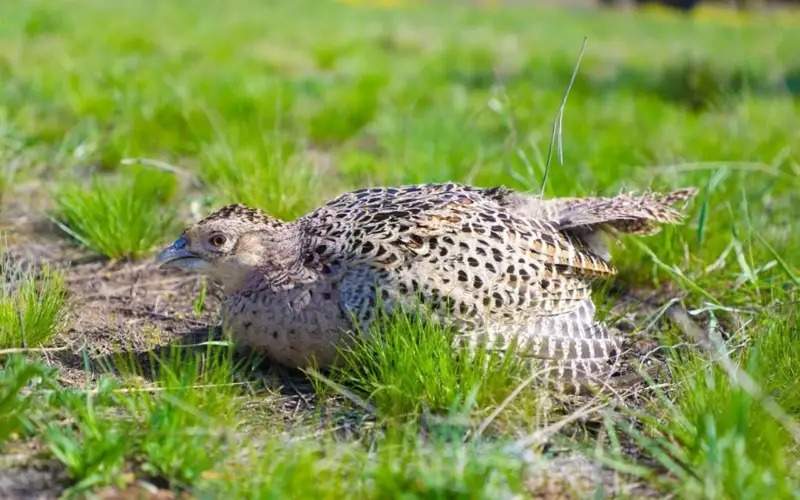 700 pheasants released into Astana’s green belt territory 700 pheasants released into Astana’s green belt territory