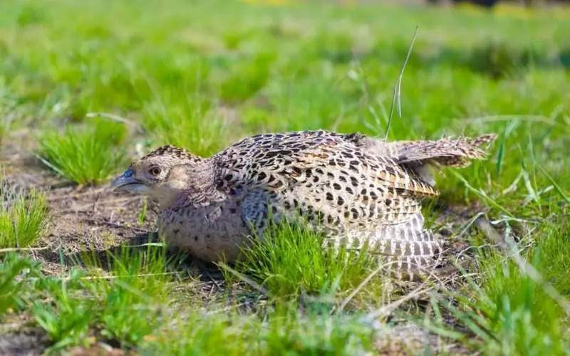 700 pheasants released into Astana’s green belt territory