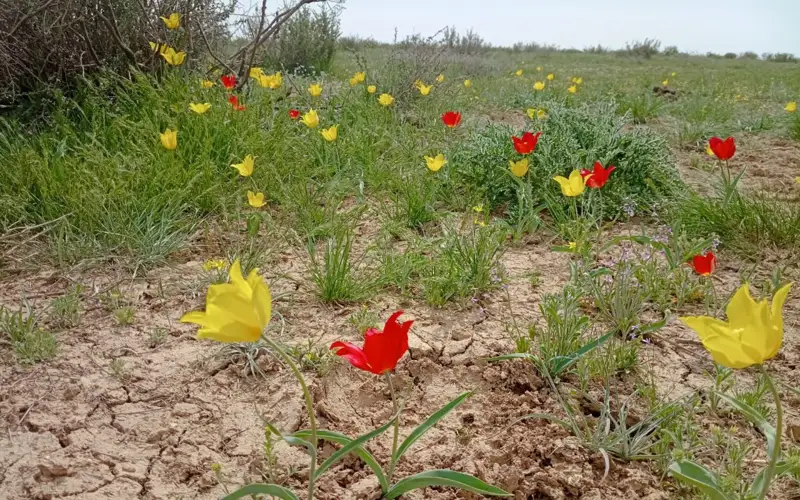 "Қызылсай" мемлекеттік өңірлік табиғи паркі