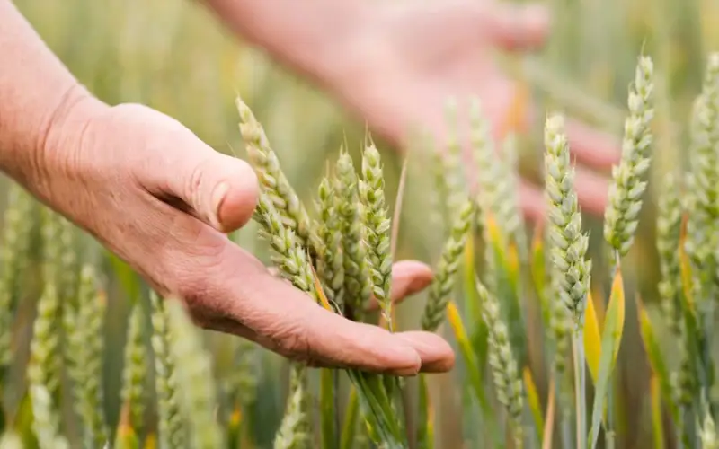 аграрии, поре, пшеница