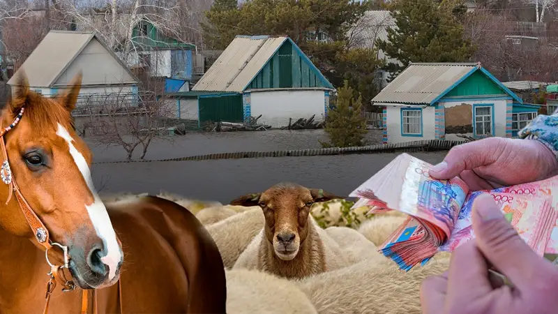 Су тасқыны: Мал шығыны өтеліп жатыр