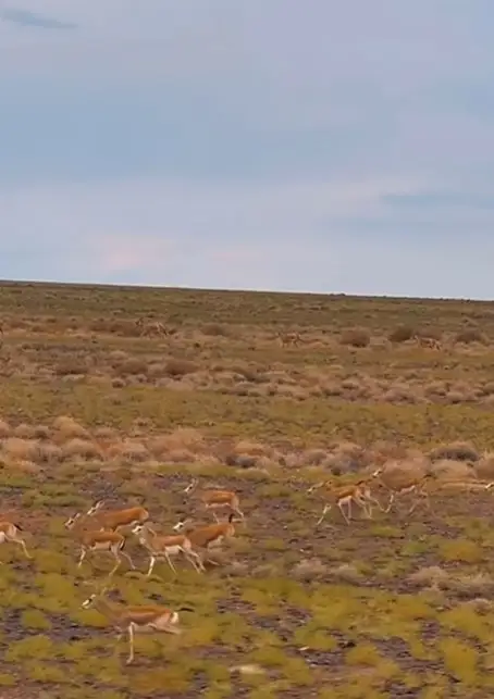 Kulans, gazelles, Altyn-Emel Park