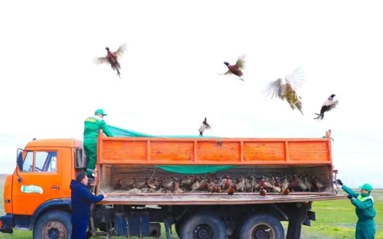 700 pheasants released into Astana’s green belt territory