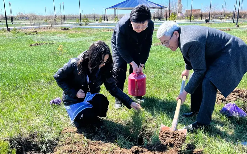 Больше 500 саженцев березы, сосны и сирени высадили в Павлодарской области