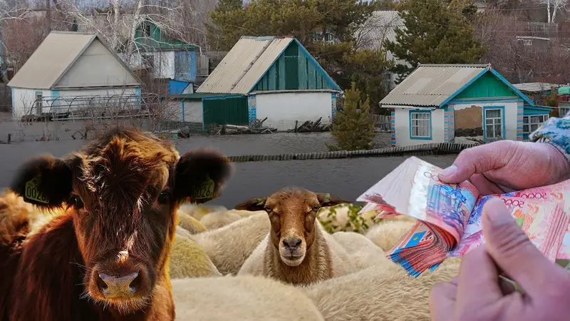 Су тасқыны: Мал шығыны өтеліп жатыр