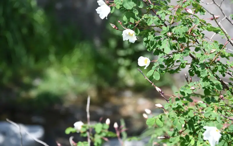 посадка деревьев
