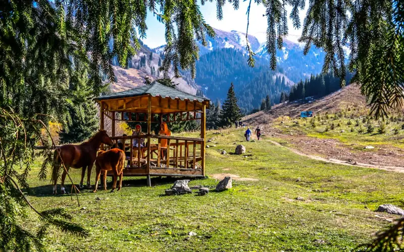 туризм, горы, кони