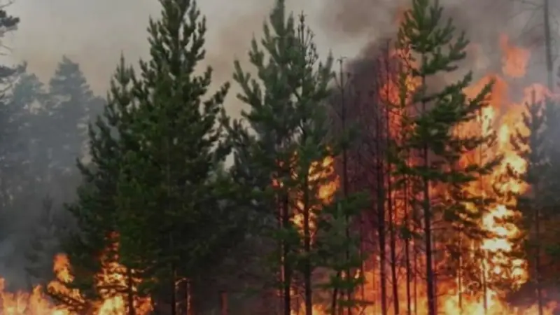В «Семей орманы» снова произошел пожар
