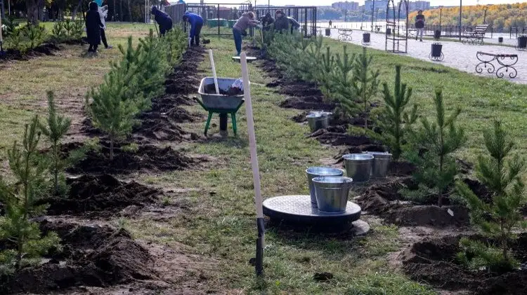 ағаш отырғызу