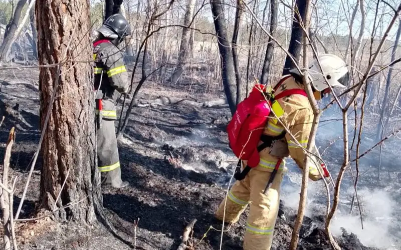 Стала известна причина пожара в Семей орманы