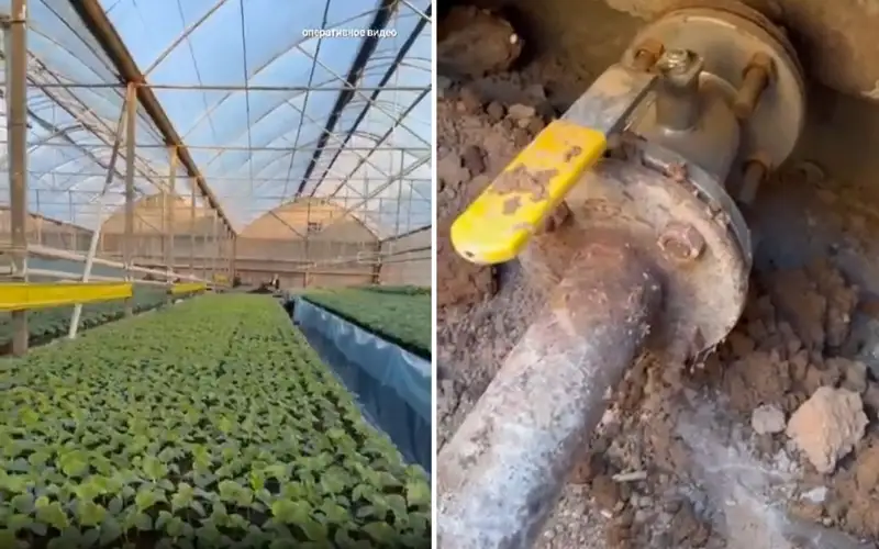 Владельца тепличного комплекса в Туркестанской области осудили за хищение природного газа