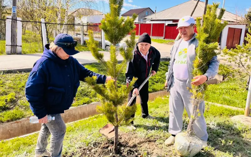 50 саженцев сосны посадили на экологической акции в Кокшетау