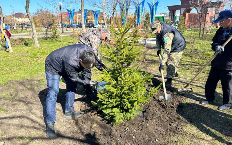 Более 19 тысяч саженцев деревьев высадили в СКО Более 19 тысяч саженцев деревьев высадили в СКО