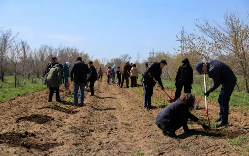 субботник, посадка