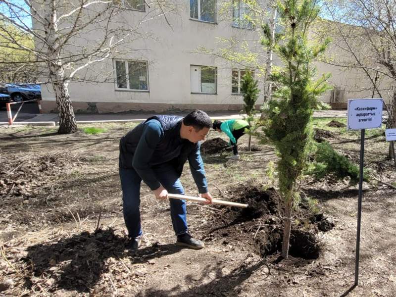 Дерево агентства Kazinform появилось на Аллее журналистов в Кокшетау посадка деревьев, субботник