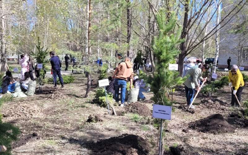 Дерево агентства Kazinform появилось на Аллее журналистов в Кокшетау посадка деревьев, субботник