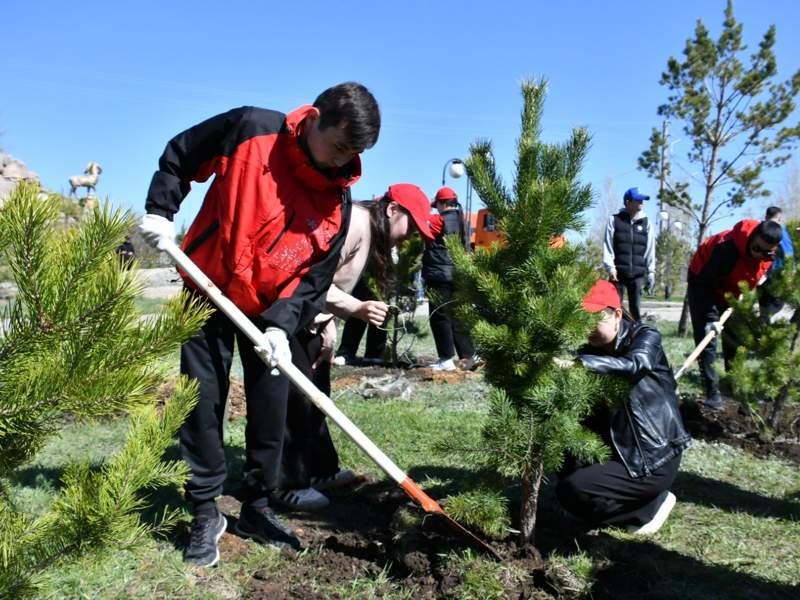 Дерево агентства Kazinform появилось на Аллее журналистов в Кокшетау посадка деревьев, субботник