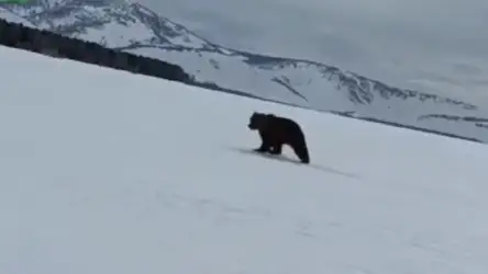 Не успел проснуться, как стал звездой — медведя засняли в Маркакольском заповеднике
