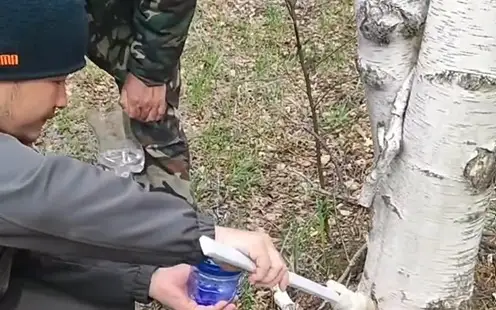 Баянауылдағы жасыл ормандар жұпсыз жібек көбелегінен зиян шегіп жатыр