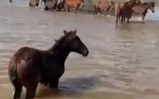 Табун лошадей едва не утонул в Западно-Казахстанской области