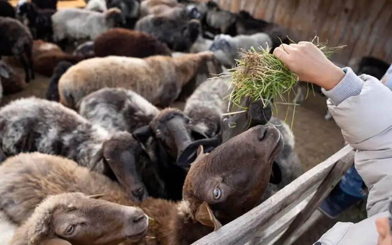 Статистику поголовья животных и птиц будут вести «с нуля» в Казахстане