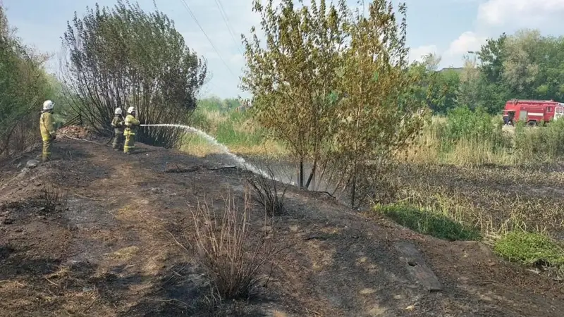 Лесные пожары