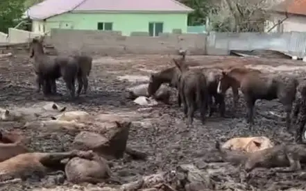 Живых животных держат вместе с мертвыми: в акимате Алматинской области прокомментировали жуткое видео