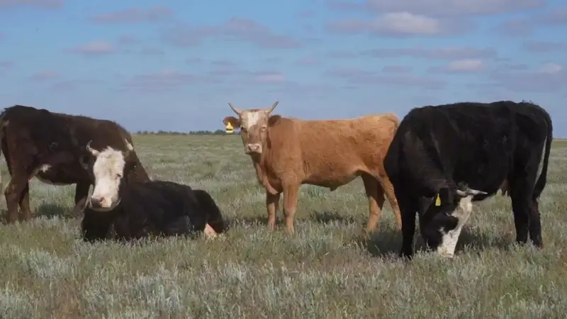 В Индерском районе 1,5 тысячи голов скота отогнали в безопасные места 