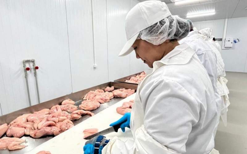 采用欧洲先进技术的禽肉加工厂在阿克莫拉投产