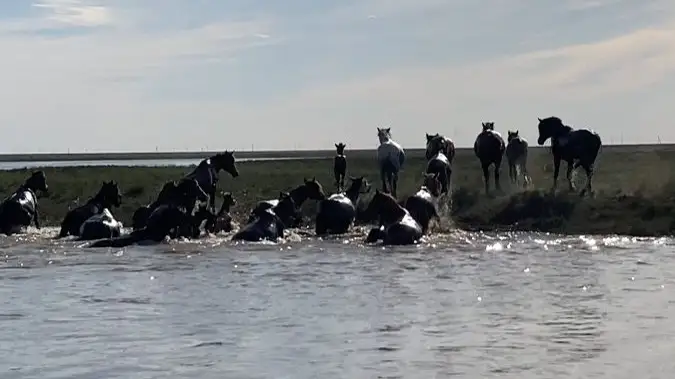 жылқылар құтқарылды