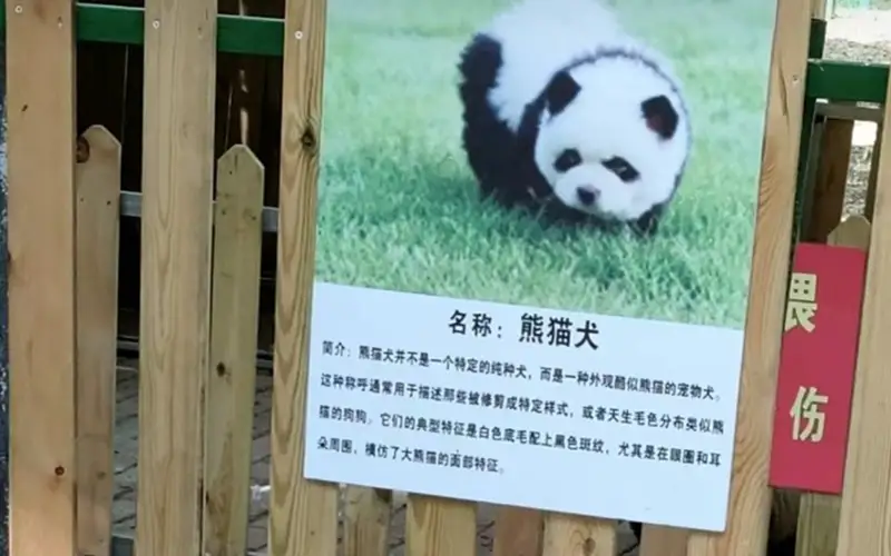 В китайском зоопарке покрасили щенков под панд для извлечения прибыли
