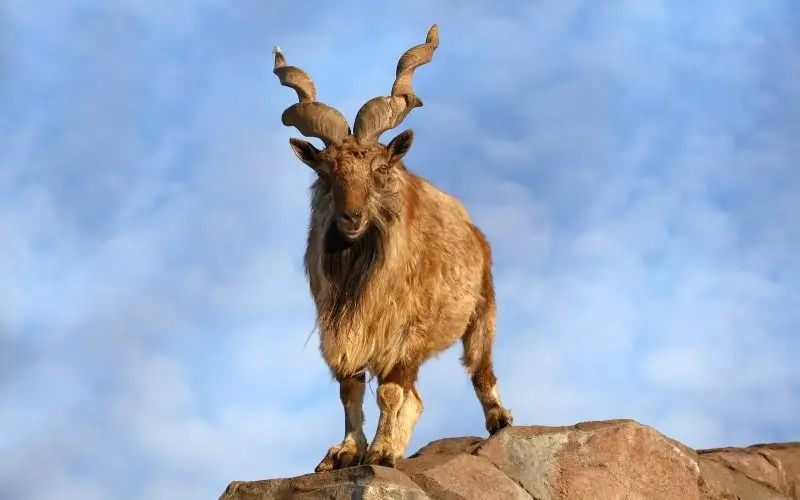 бұрандамүйізді ешкі