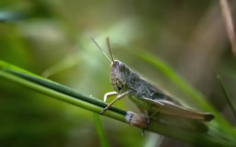 Ақтөбеде шегіртке дернәсілдері табыла бастады