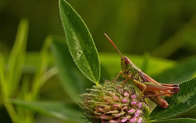 нашествие саранчи в ца