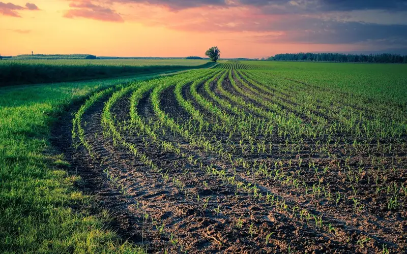 Егін алқабы