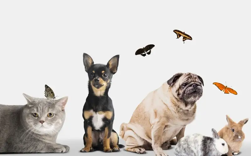 стерилизация