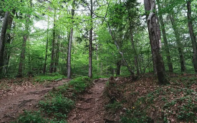 лес, деревья, экология