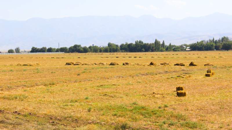 seno v pole daladaǵy shóp