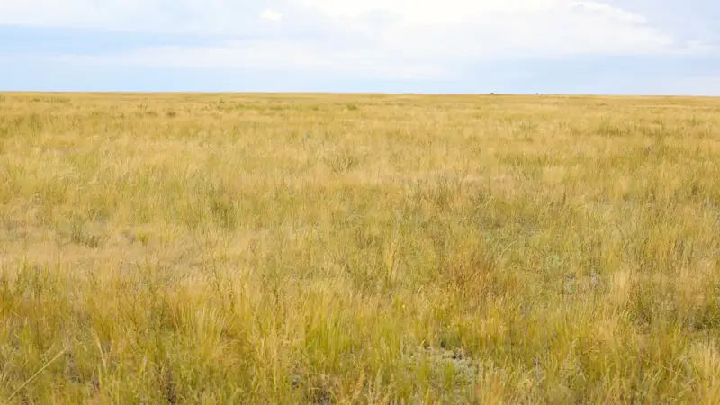 поле, природа, табиғат, дала