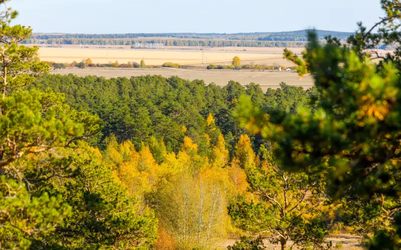 лес, деревья
