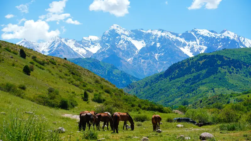 жайлаудағы жылқылар лошади на пастбище кони на жайлау