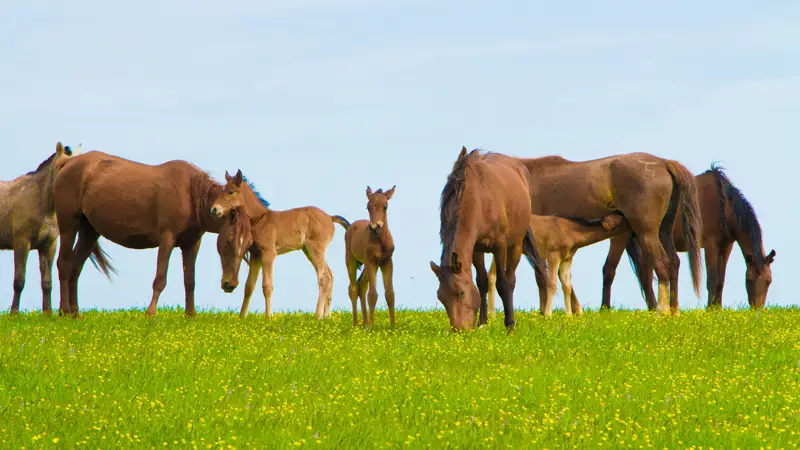 жайлаудағы жылқылар лошади на пастбище кони на жайлау