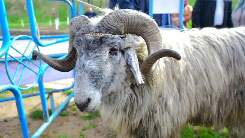 баран в загоне қаламдағы қошқар