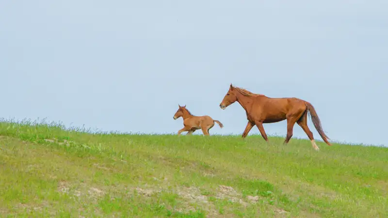 Конь и жеребенок на жайлау Жайлаудағы жылқы мен тай