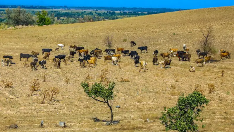 Methane emissions