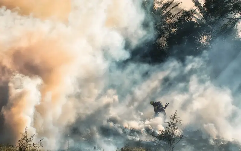 лесной пожар