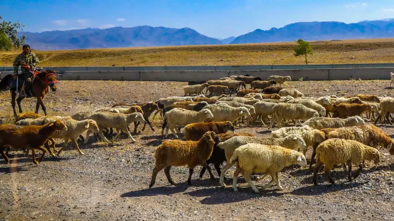 otar qoı stado ovets