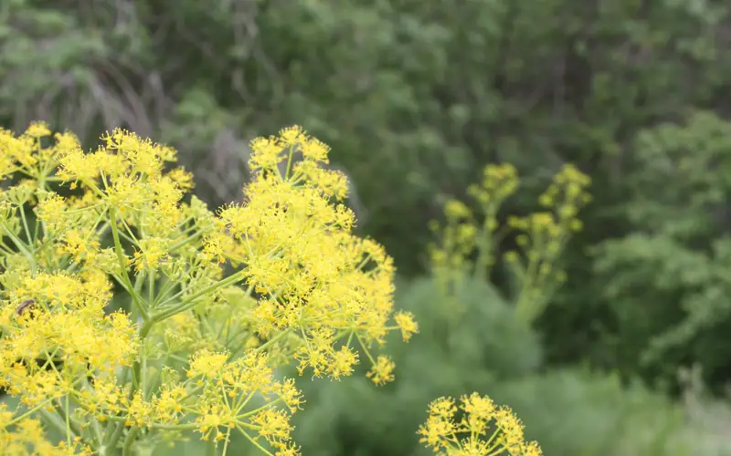 лесные пожары