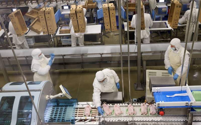 птицефабрика